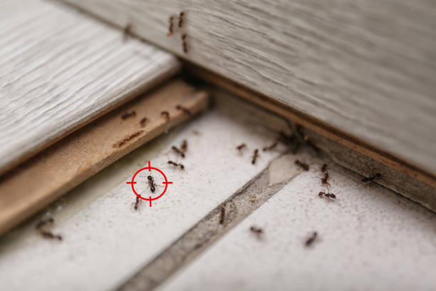 Best Mosquito Control Services  in Campbellsburg, KY