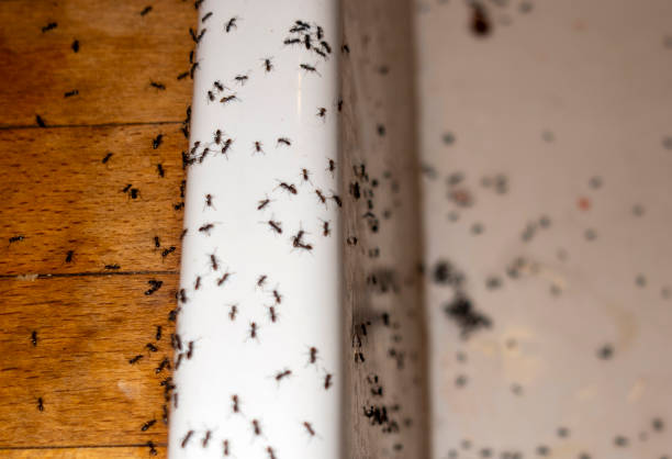 Best Wasp Removal Services  in Campbellsburg, KY
