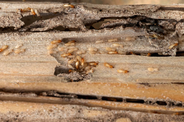 Best Pest Control for Restaurants  in Campbellsburg, KY